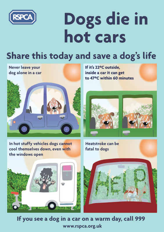 RSPCA Hot Dogs Infographic